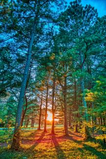Photo of the sun setting between the trees
