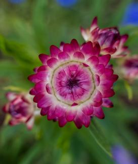 pink flower - photo