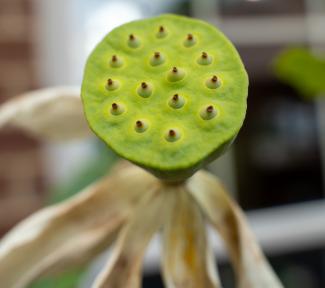 photo of flower pod