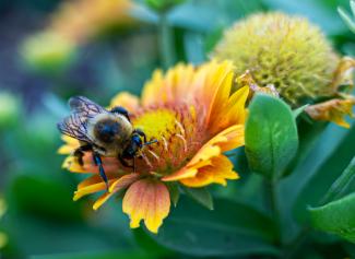 Photo of bee on yellow flower