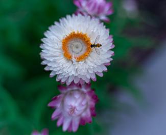 photo of bee on white flower