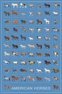 Horse Breeds of USA